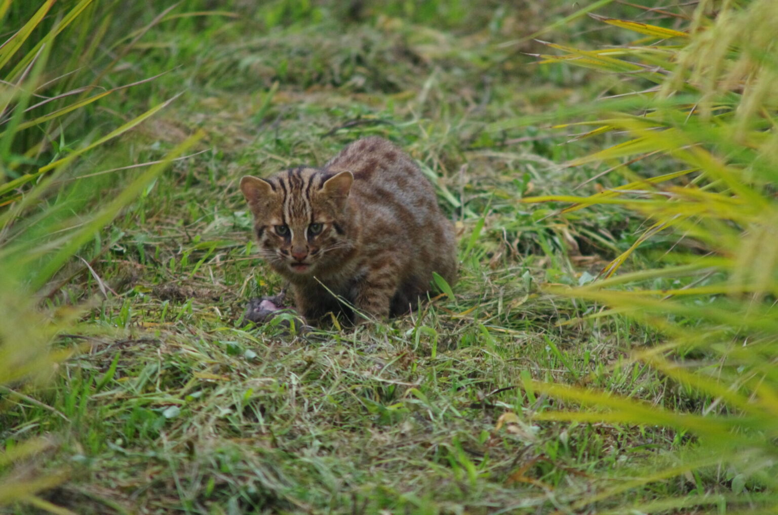 絶滅危惧種「ツシマヤマネコ」は、人と野生生物との共生の象徴です | 対馬感考