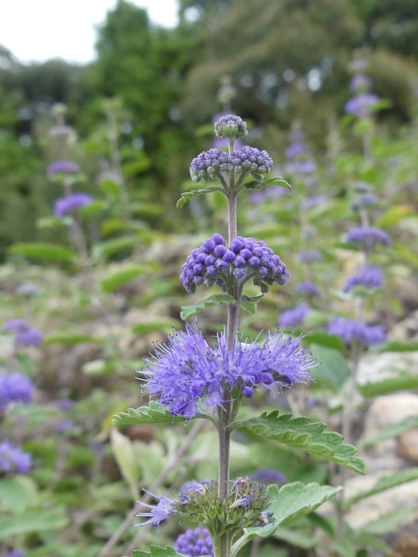 和の趣を感じる秋の草花との一期一会