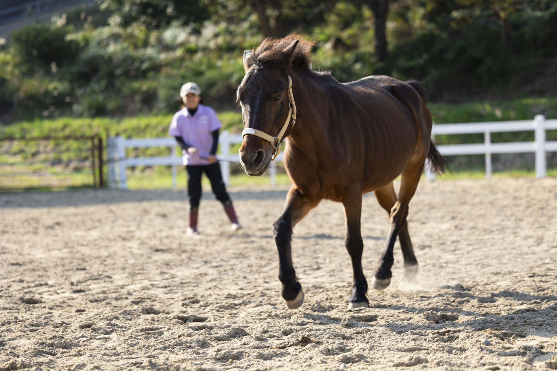 年に1度の企画。対馬の希少な在来馬、対州馬とじっくり触れ合う