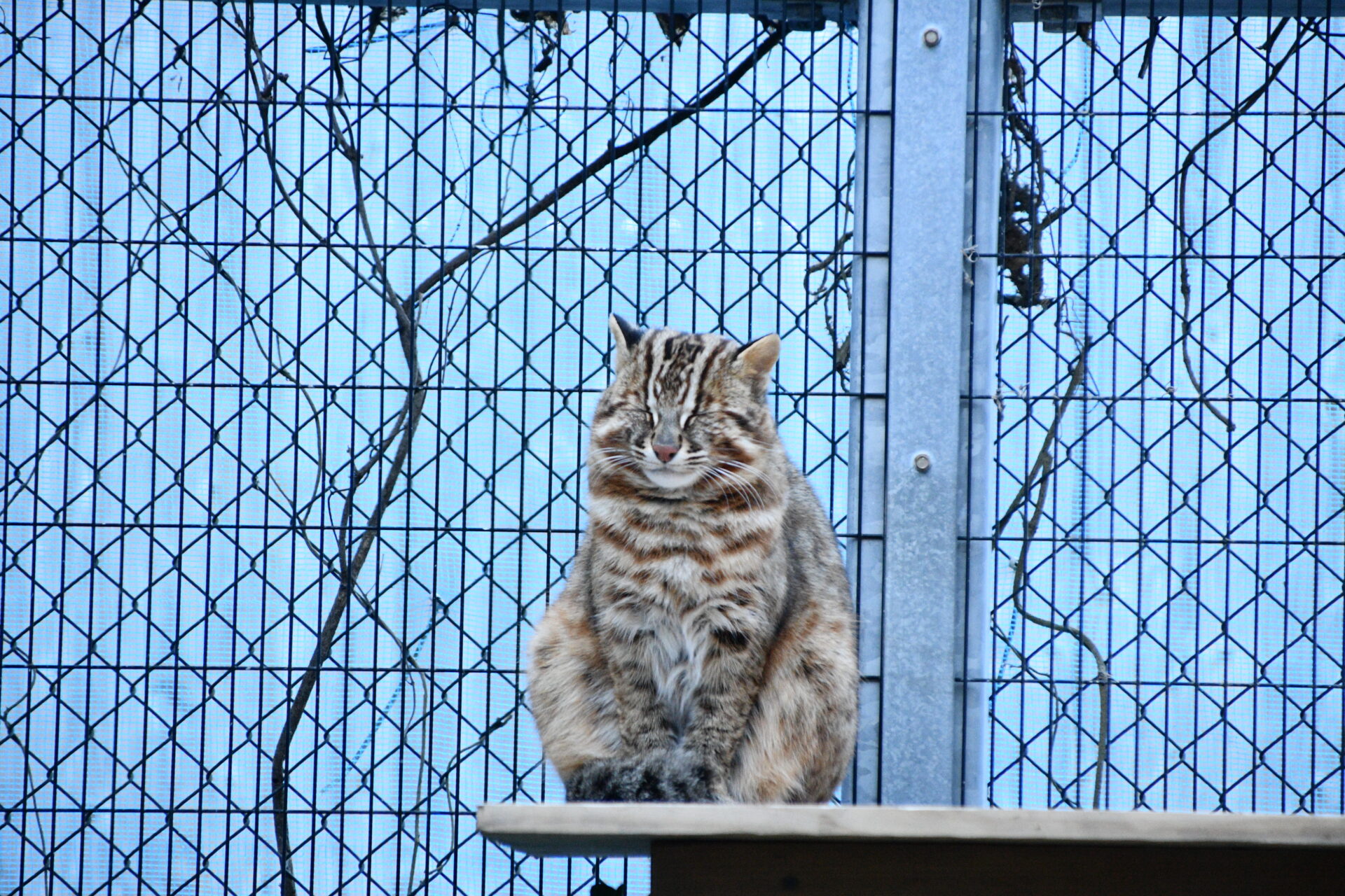 絶滅危惧種ツシマヤマネコについて深く考える「とらやま祭り」