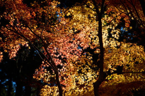 晩秋の彩、自然の何気ない営みに畏敬する。