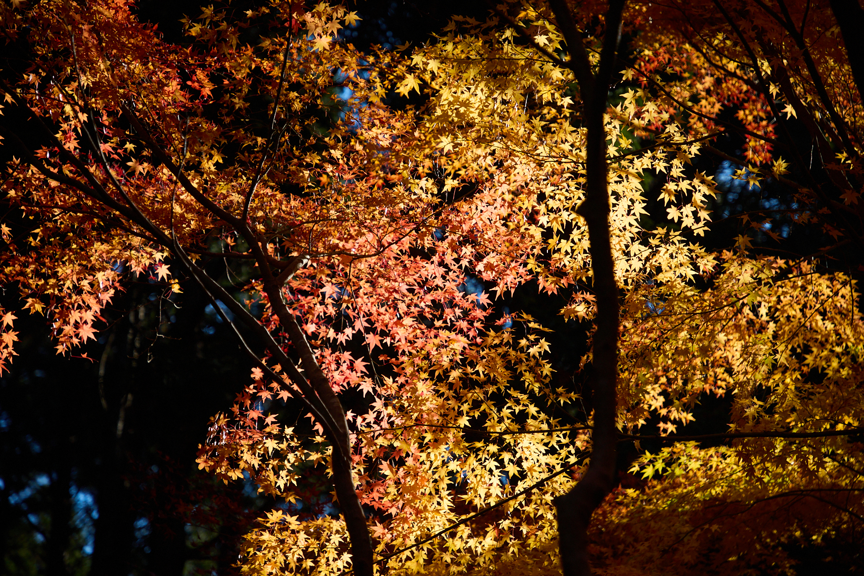 晩秋の彩、自然の何気ない営みに畏敬する。