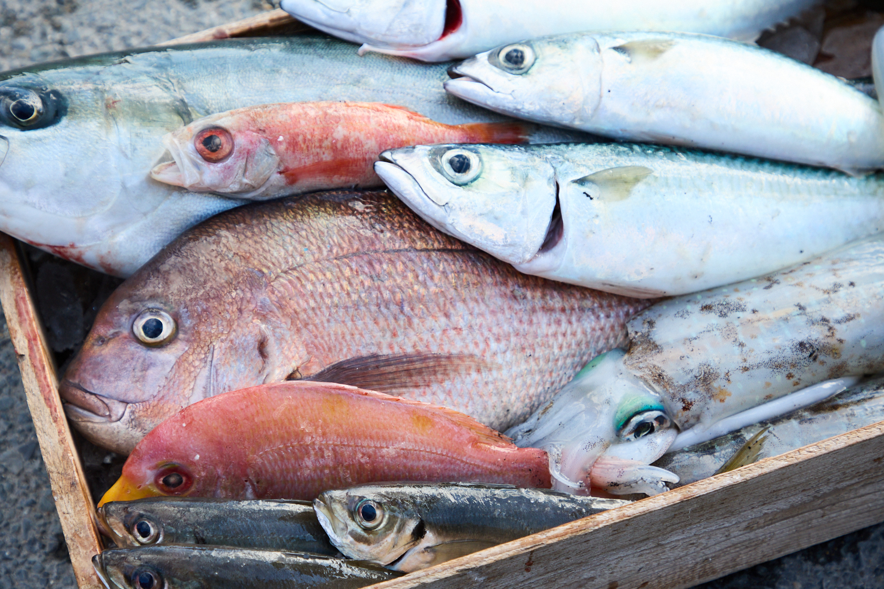 身体で食す。獲れたての魚介を現地で食す贅沢