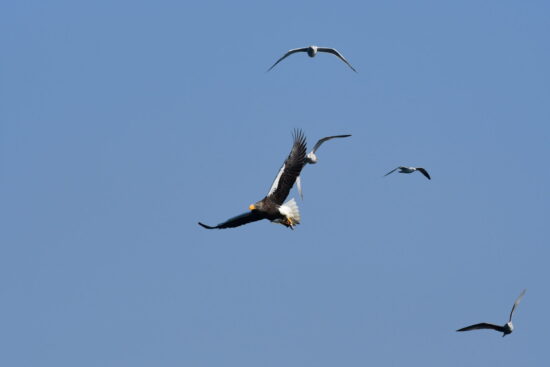 対馬は国際的な希少種オオワシ、オジロワシの越冬地