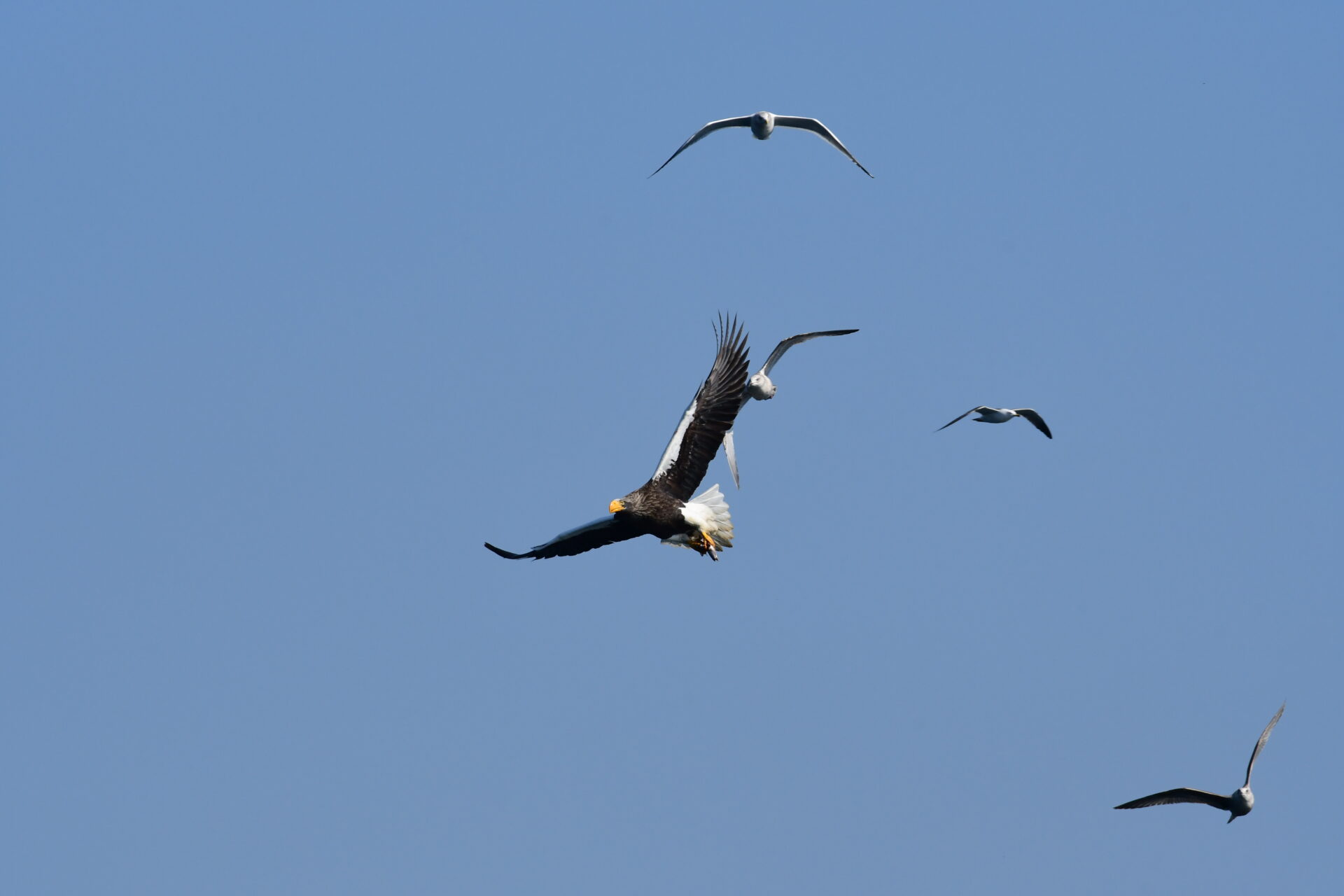 対馬は国際的な希少種オオワシ、オジロワシの越冬地