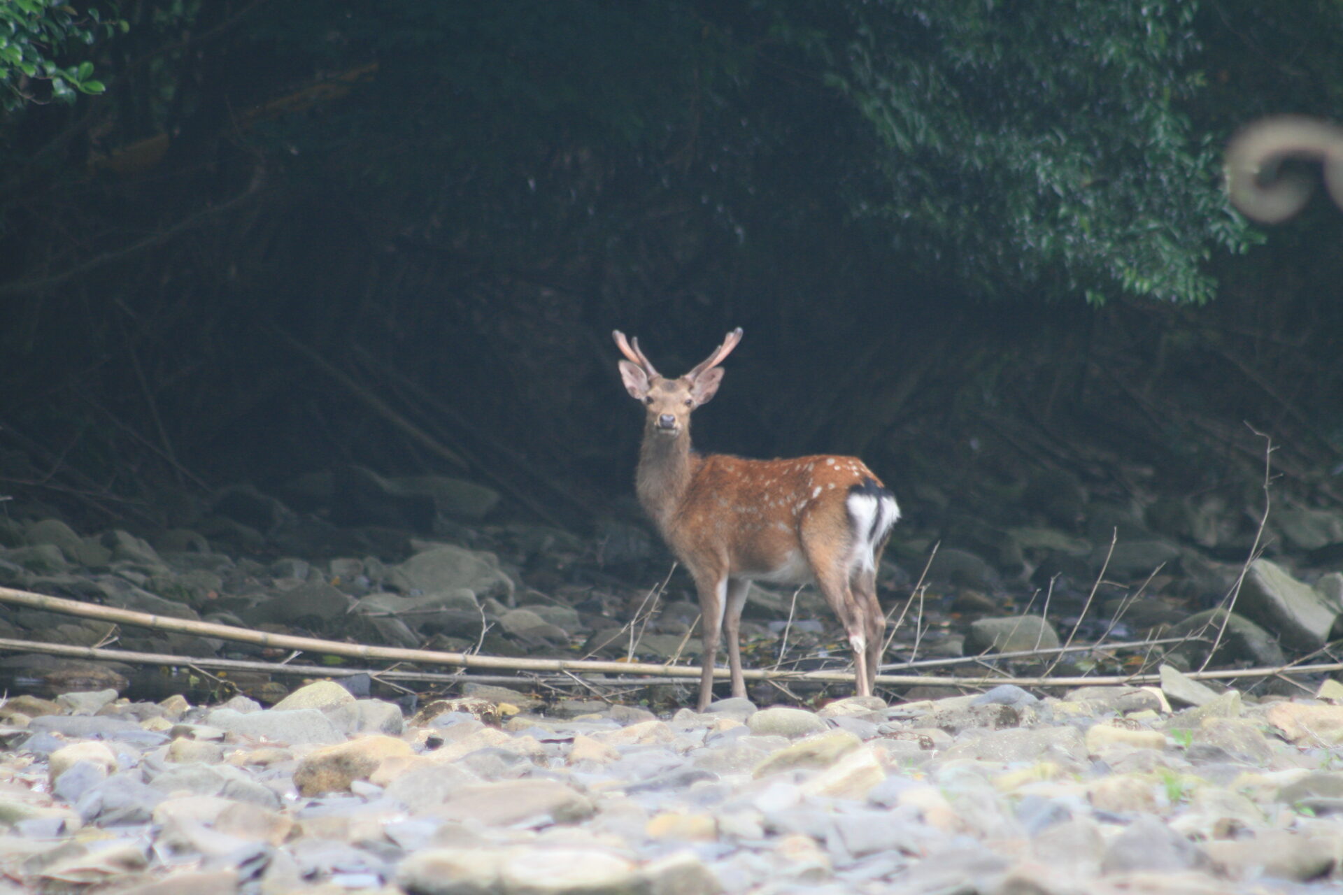 対馬の環境を守る。命がめぐる豊かな観光と暮らしを目指して。